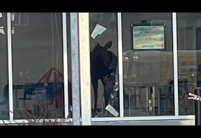 Moose crashes through window at Saskatoon school 2