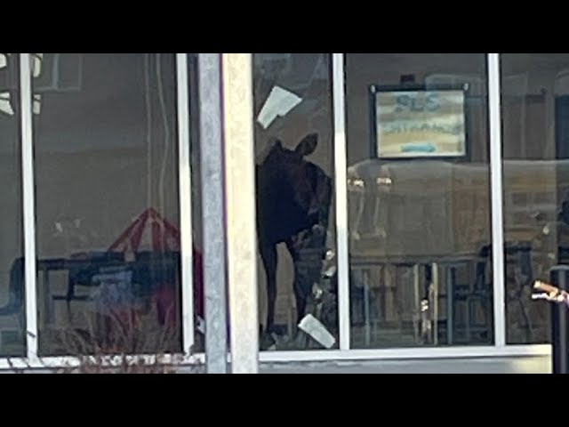 Moose crashes through window at Saskatoon school 4