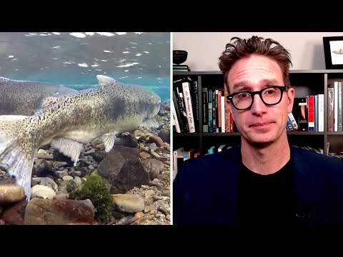 Dan Riskin on how climate change could help Pacific salmon 1