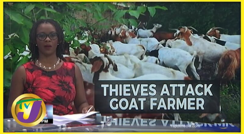Thieves Attack Goat Farmer on March Pen Road | TVJ News - Dec 10 2021 1