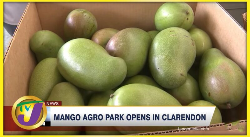 Mango Agro Park Opens in Clarendon | TVJ News - Dec 16 2021 1
