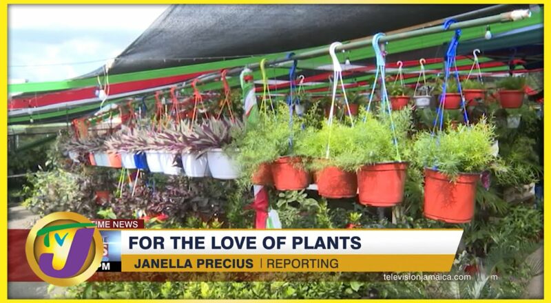 For the Love of Plants | TVJ Business Day Review - Dec 19 2021 1