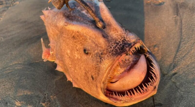 This 'nightmare' fish washed up on a beach in San Diego 1