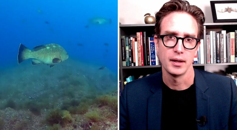 Dan Riskin on why fish are swimming to deeper waters 1