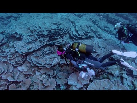 Scientists find rare coral reef off the coast of Tahiti 1