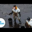 Peru cleans up crude oil spill caused by volcano eruption near Tonga | USA TODAY 7