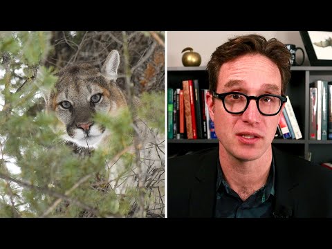 Dan Riskin on how predators can protect their environments 1