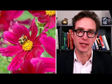 Dan Riskin on how invisible colours help flowers thrive 6