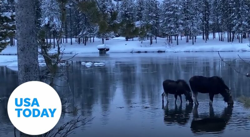 Moose create stunning moment for a traveler at Island Park, Idaho | USA TODAY 1