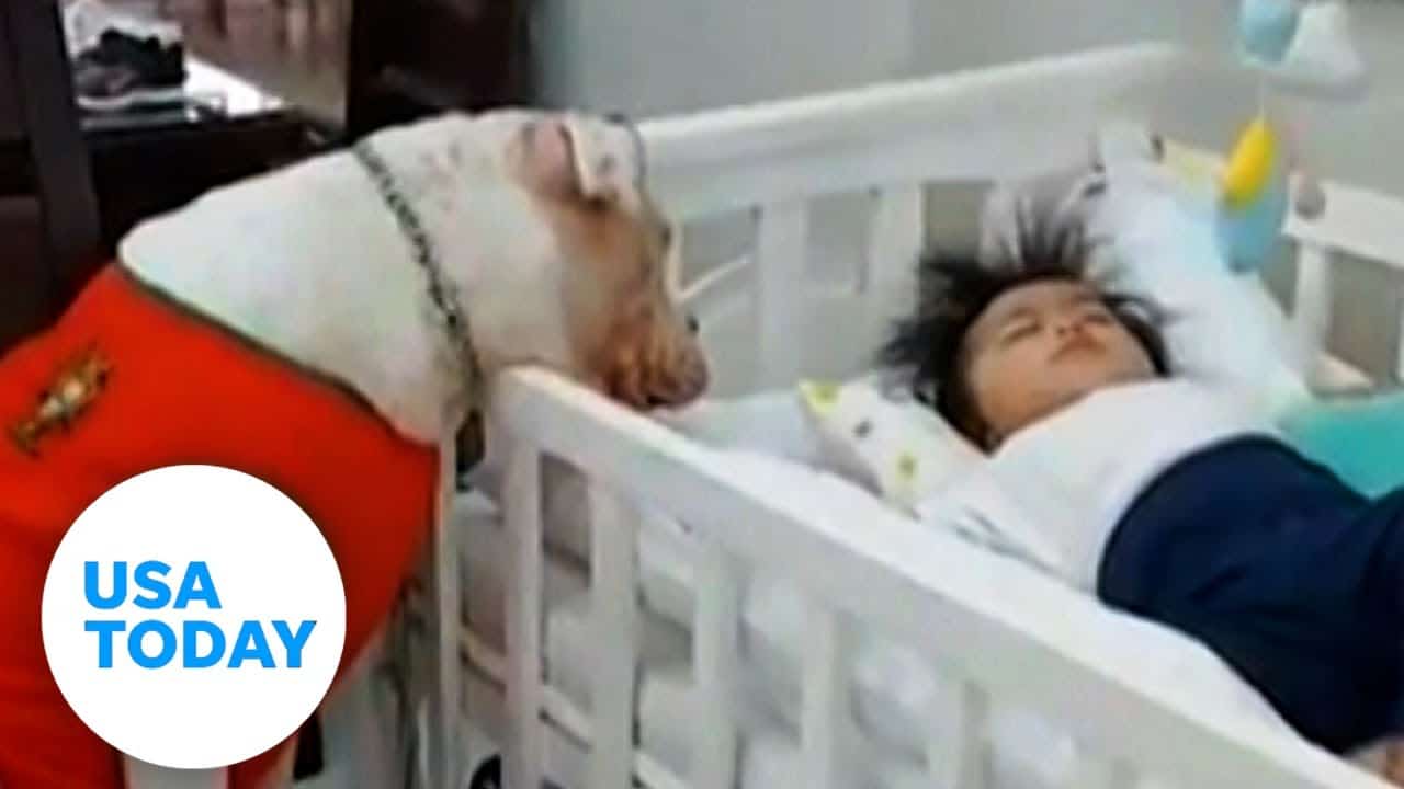 Dog watches over baby while mom is away | USA TODAY 1