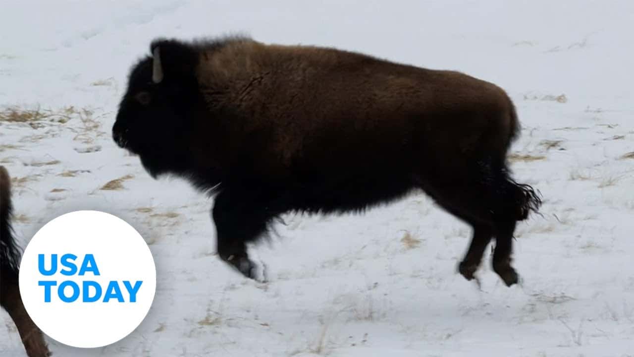 Bison in Yellowstone excitedly prances in fresh snow | USA TODAY 6