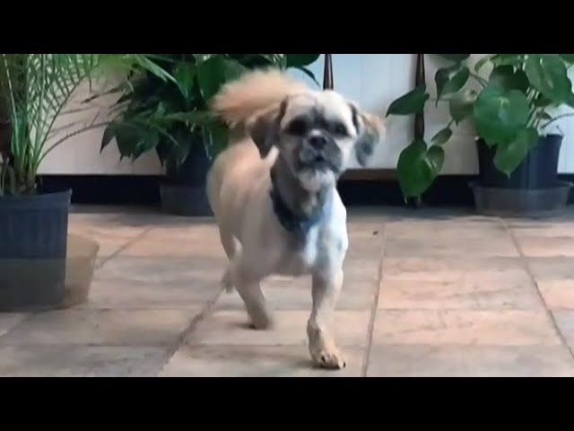Pup escapes pet hotel, runs home while owners vacation in Las Vegas | USA TODAY 9