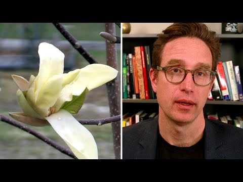 Dan Riskin on why the flowering dates of plants are changing 4