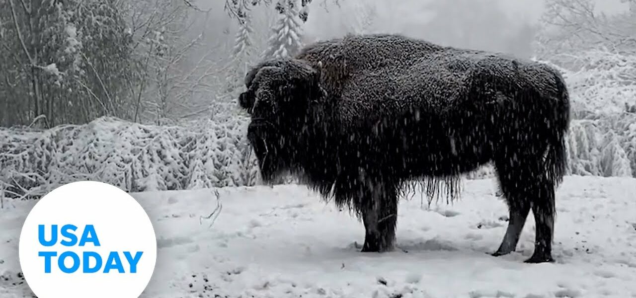 Playful animals of all kinds bounce through snow | USA TODAY 1