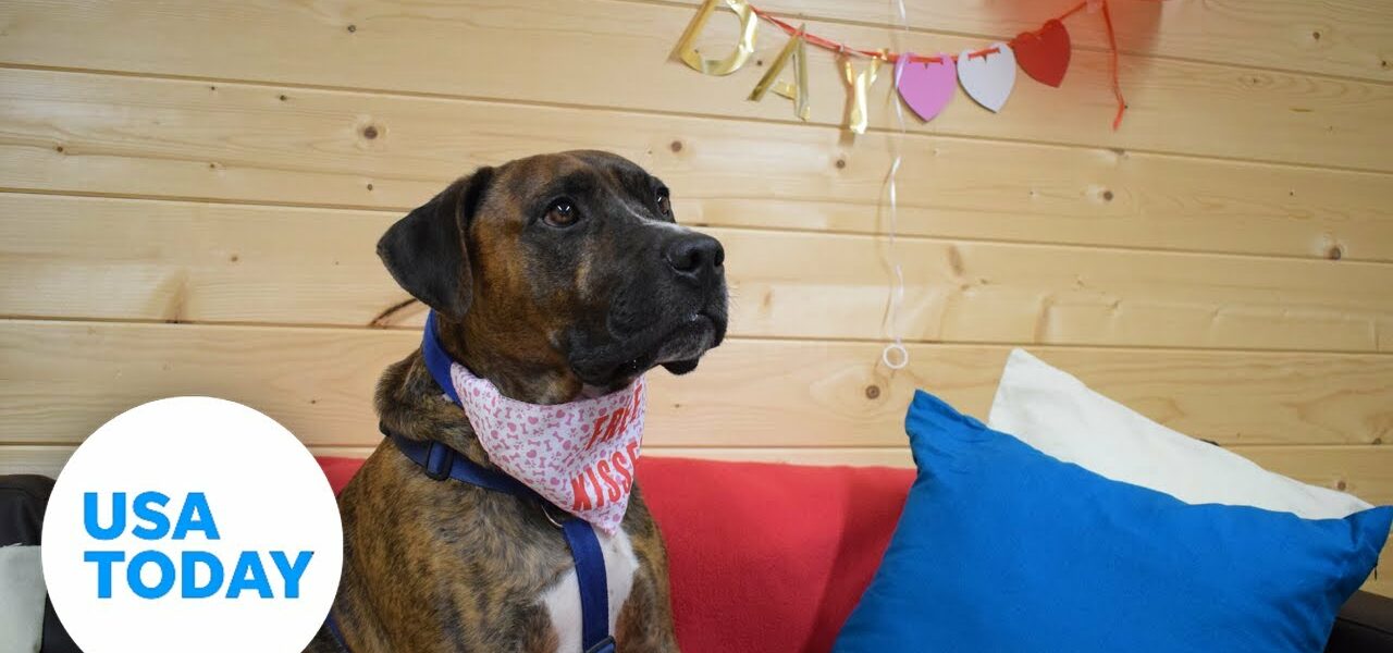 Pup stood up at his own Valentine's Day adoption party | USA TODAY 1