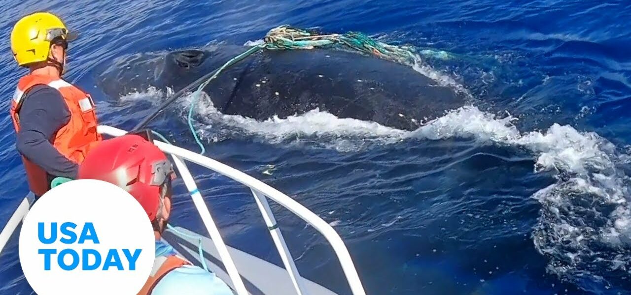 Whale rescue: Humpback freed from fishing line | USA TODAY 1