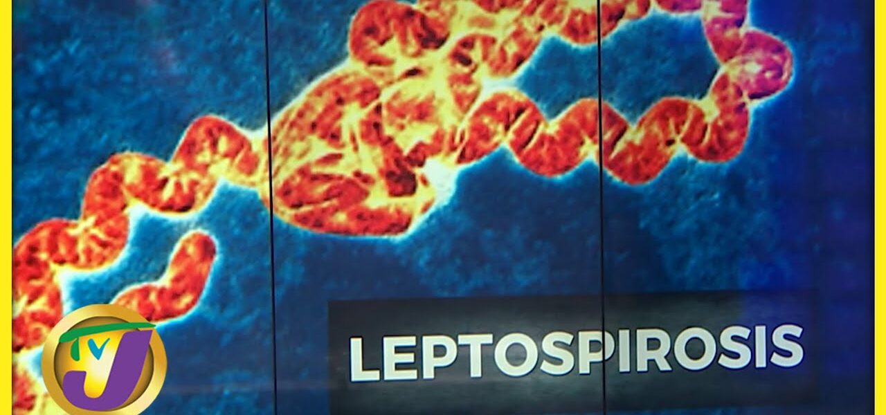 Look out for Leptospirosis | TVJ News - Feb 16 2022 1