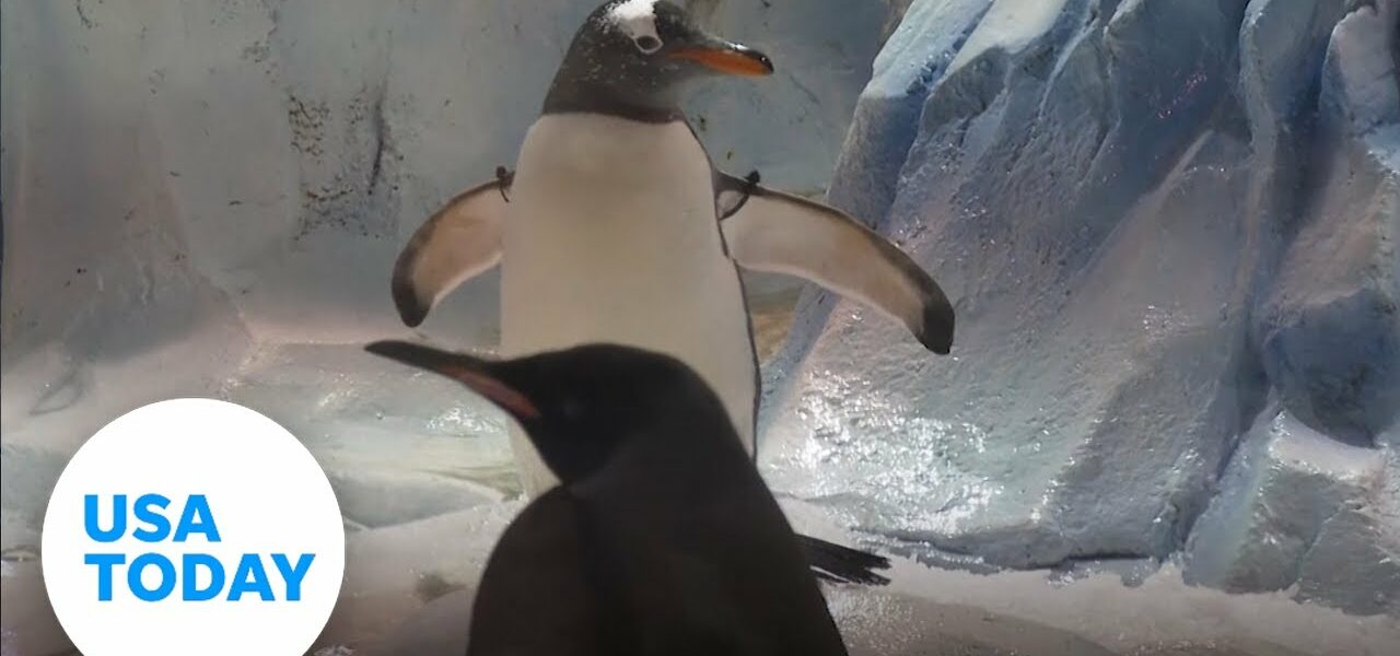 Adorable penguins welcome back visitors at Detroit Zoo | USA TODAY 1