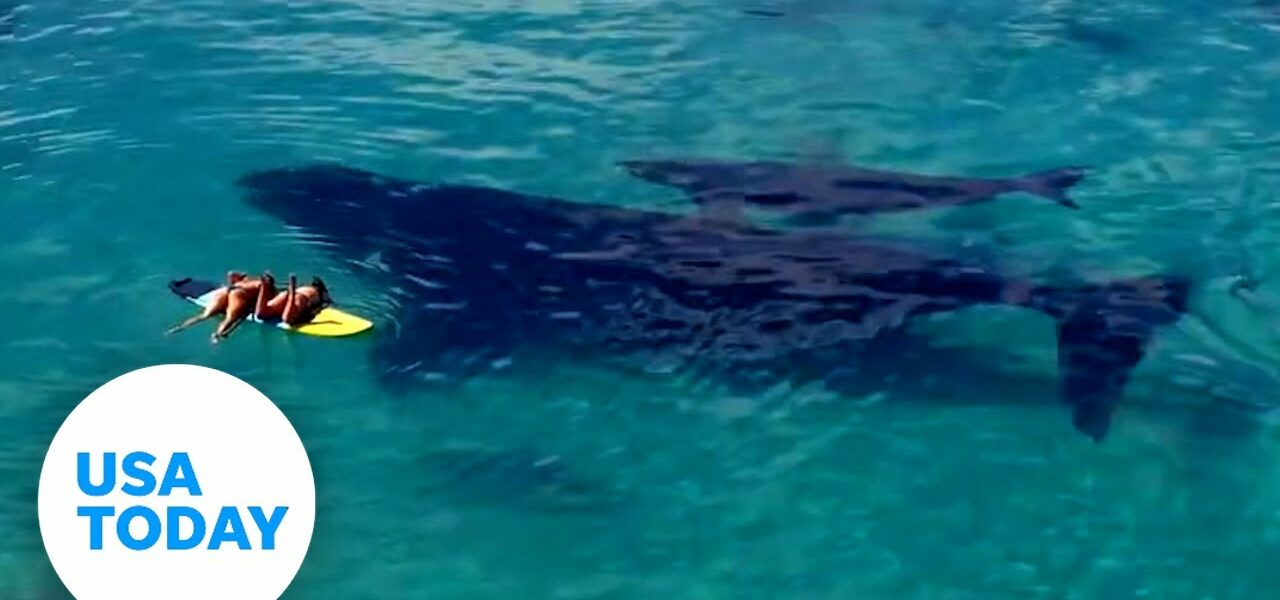Paddleboarders joined by whale and calf in Australia | USA TODAY 1