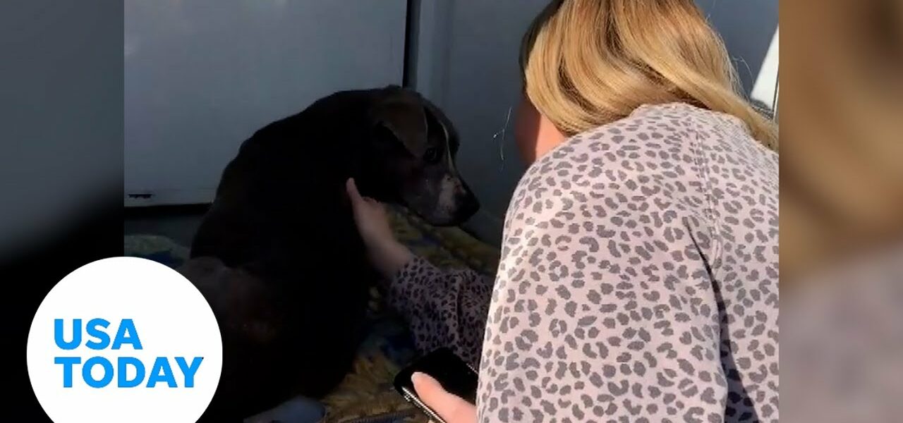 Dog reunited with her owner after 12 years apart | USA TODAY 9