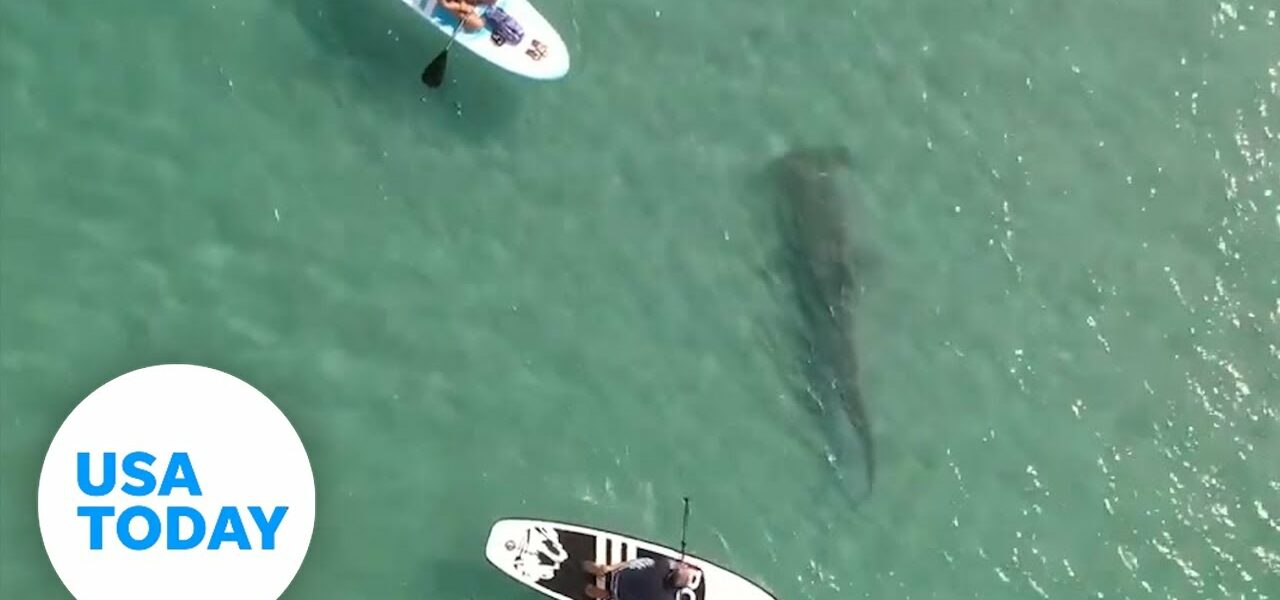Hammerhead shark spotted below paddleboarders in Florida | USA TODAY 1