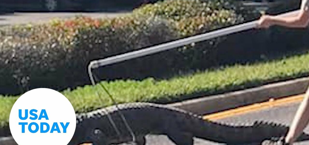 Croc breaks out of zoo van, crawls down Florida highway | USA TODAY 1