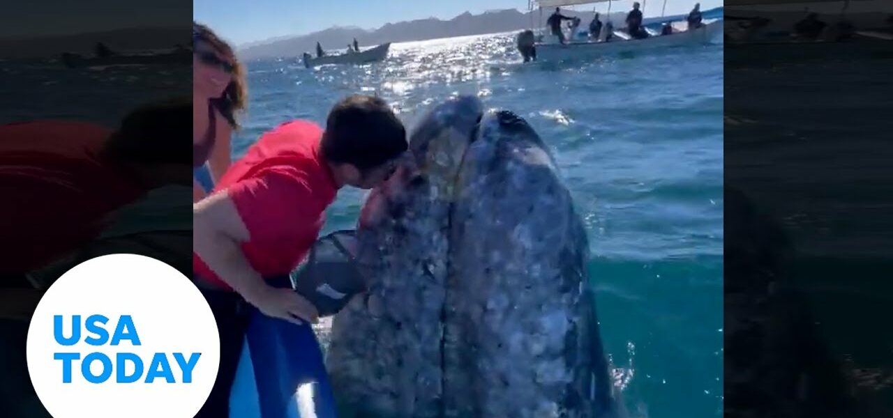 Grey whale gets friendly with giddy tourists | USA TODAY 1