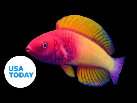 New rainbow-colored fish species discovered off Maldives coast | USA TODAY 1