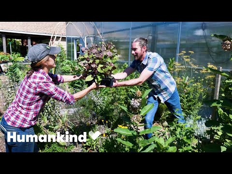 How this urban farm is feeding those in need fresh and free food | Humankind 6