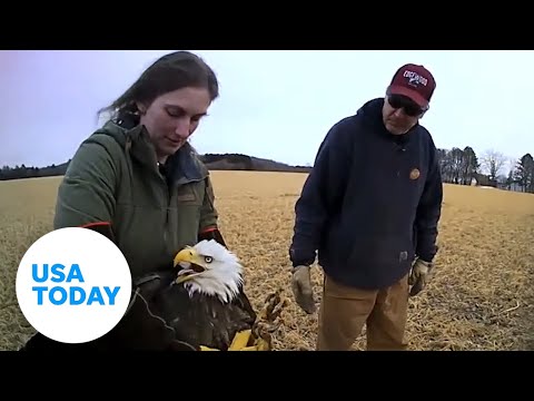 Injured bald eagle gets help from police, wildlife workers | USA TODAY 1
