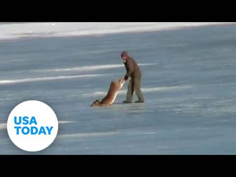 Man drags deer stuck on frozen river to safety | USA TODAY 1