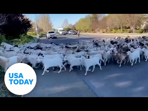 Hungry goats cross the road to aid California wildfire prevention | USA TODAY 1