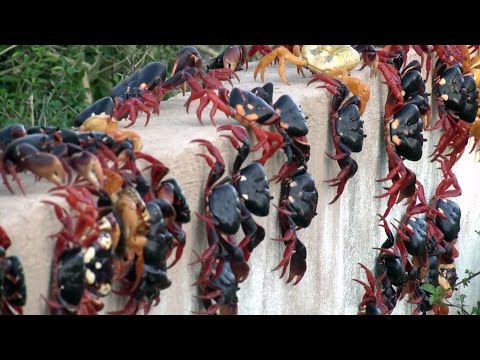 Thousands of crabs emerge in Cuba for annual migration 1