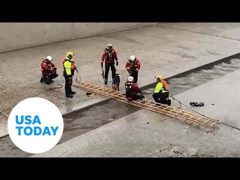 Los Angeles firefighters rescue dog, two people from river after storm | USA TODAY 1