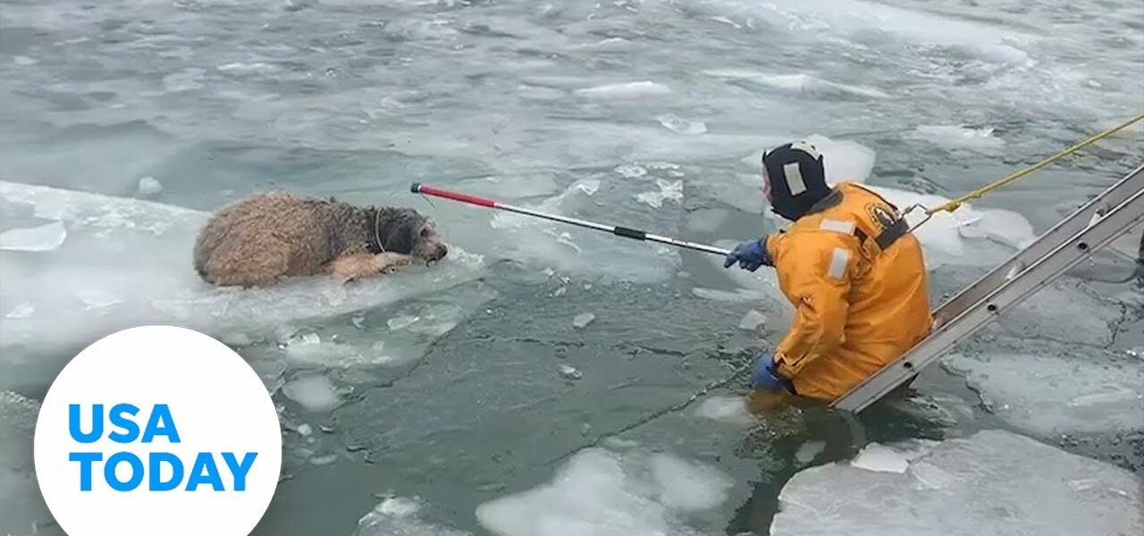 Labradoodle rescued from ice chunk | USA TODAY 1