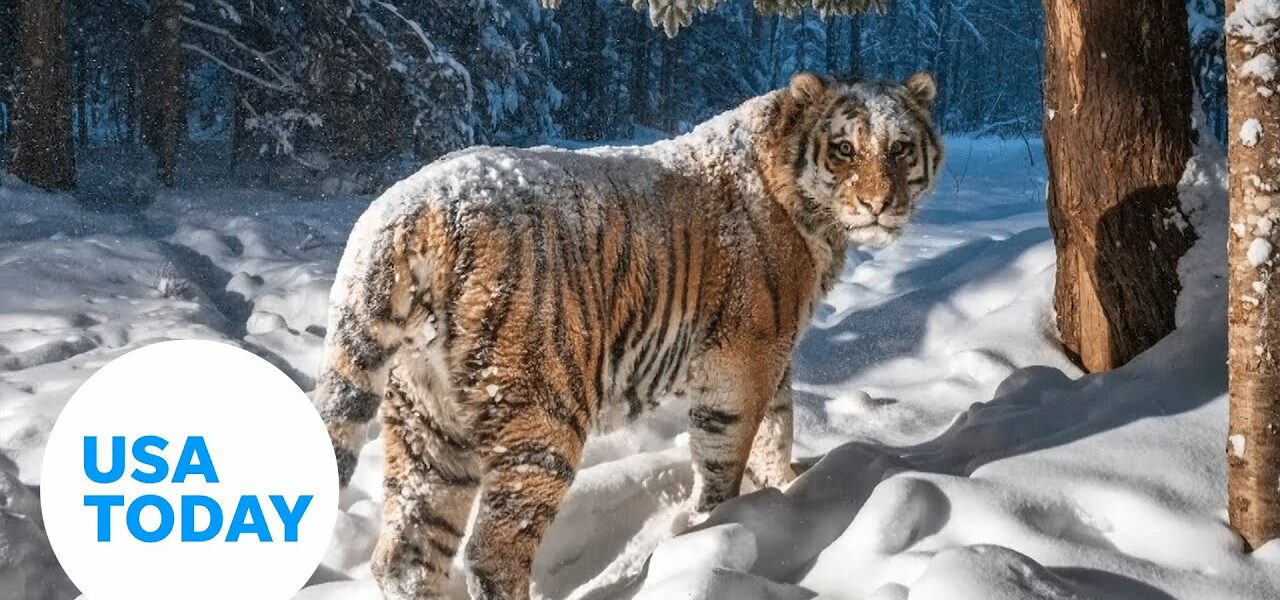 Nature camera snaps picture of rare Siberian tiger in the woods | USA TODAY 1