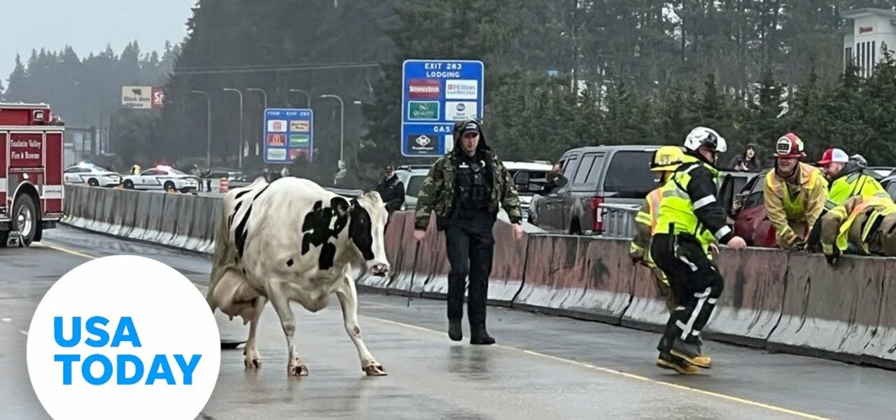 Oregon interstate closes as cows disrupt traffic | USA TODAY 9