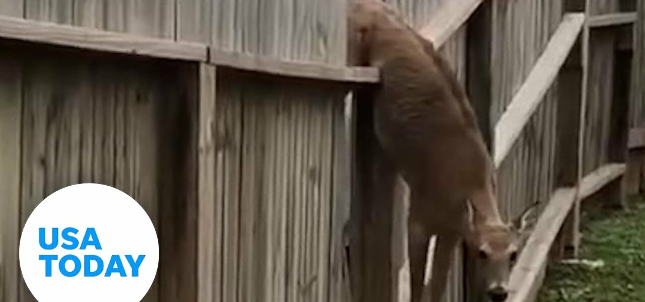 Stuck deer freed from fence by helpful, creative neighbors | USA TODAY 1
