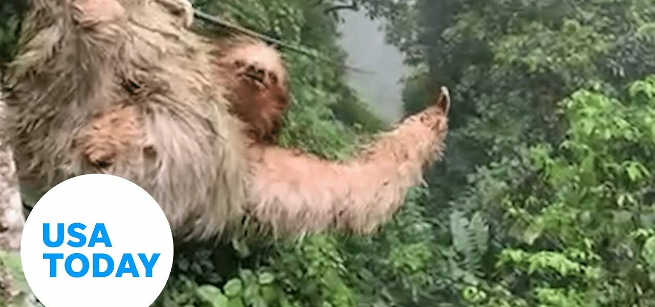 Sloth falls onto zip-line, halts ride through rainforest | USA TODAY 1