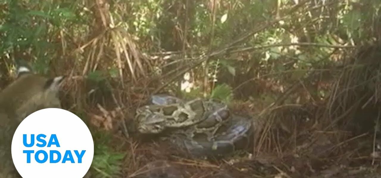 Rare interaction between native bobcat, python documented in Florida | USA TODAY 1