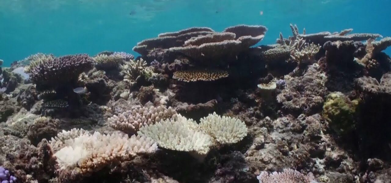 Reef bleaching reported as oceans faced warmest year ever 1