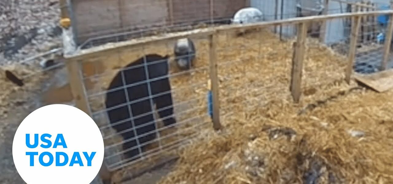 Fearless pigs fight off a bear intruder in their pen | USA TODAY 1