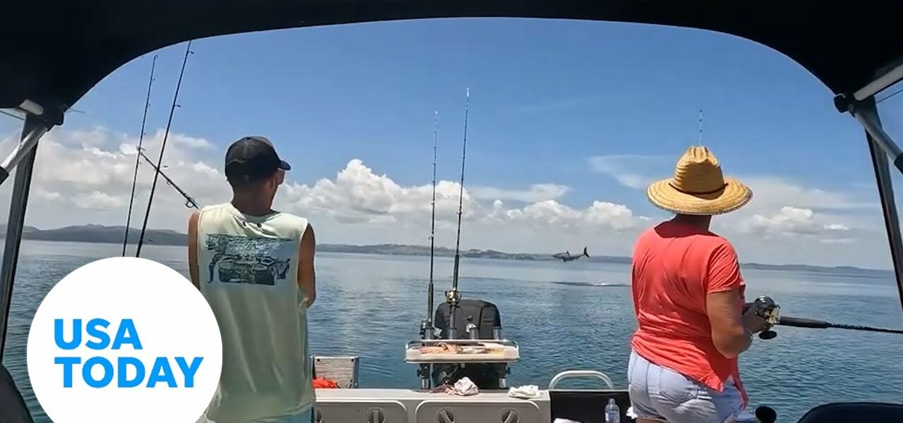 Great white shark leaps yards away from family boat | USA TODAY 1