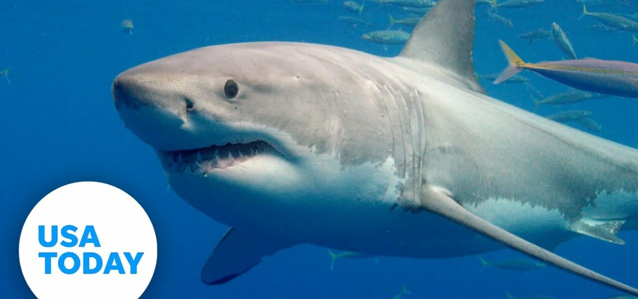 Shark friendships: Study observes great whites as hunting buddies | USA TODAY 1