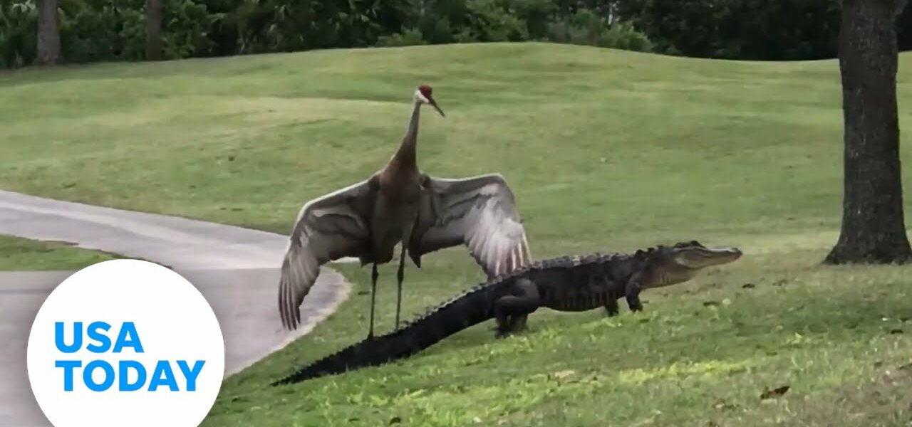 Alligator escorted off golf course by a crane in Orlando, Florida | USA TODAY 1