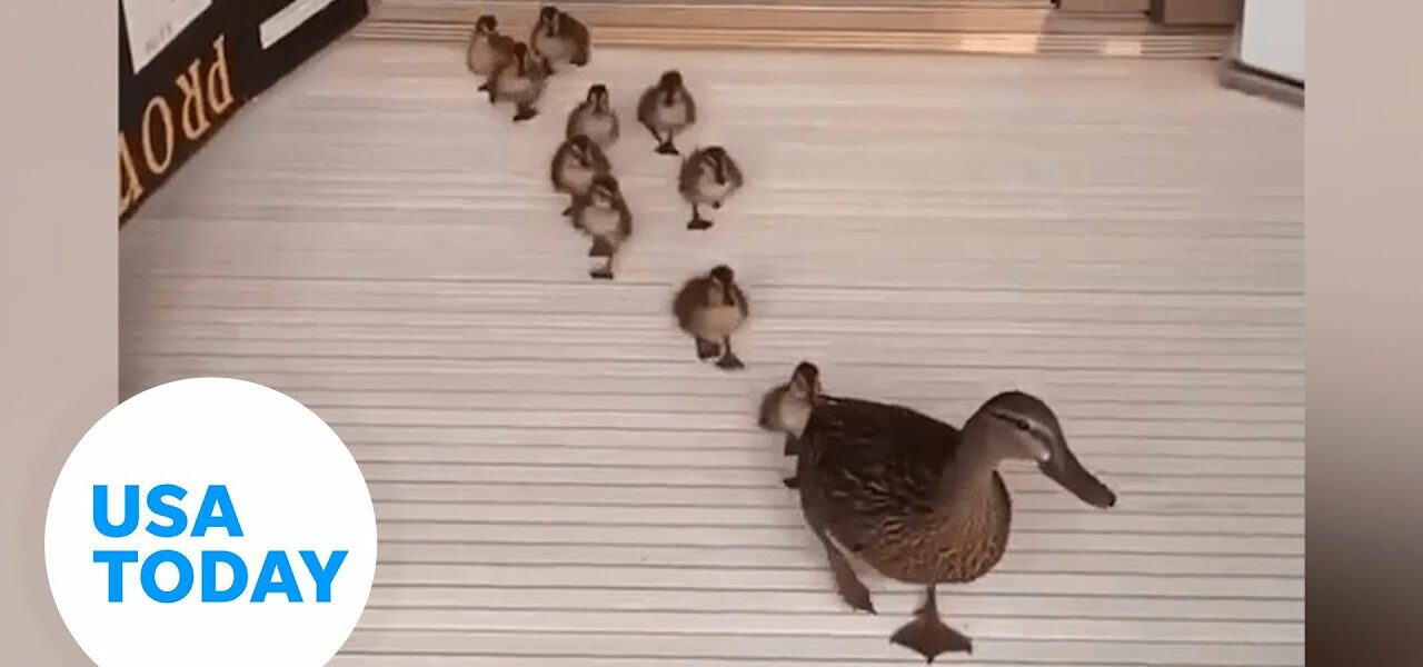 Mama duck gives birth to ducklings inside a Florida hospital | USA TODAY 1