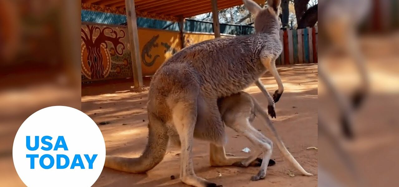 Kangaroo struggles to climb into mother's pouch at Texas zoo | USA TODAY 1