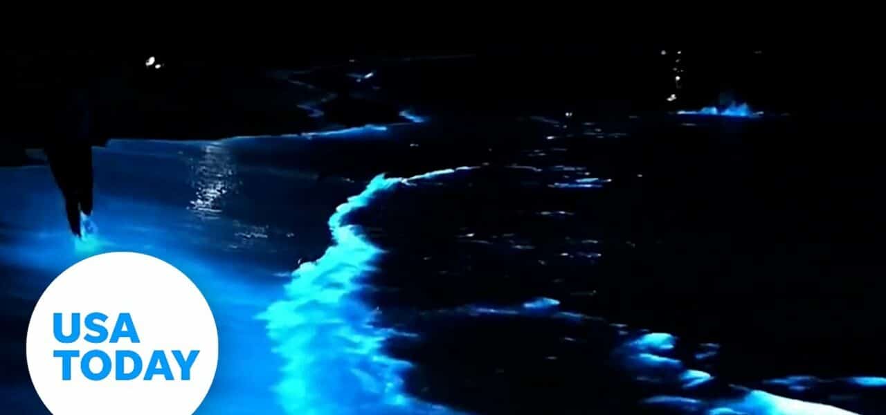 Rare bioluminescent algae lights up the ocean at night | USA TODAY 1