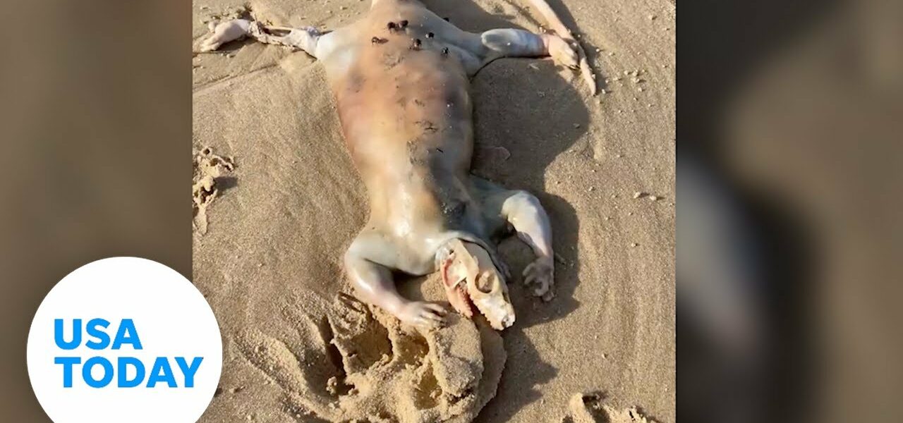 'Alien' creature with claws washes up on Australian beach | USA TODAY 1