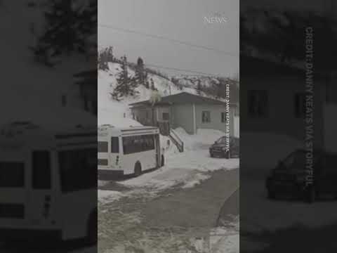 WATCH: Polar bear climbs onto roof of home in Newfoundland #shorts 6
